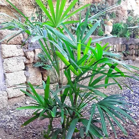 Casa Drago - Perenquen. *