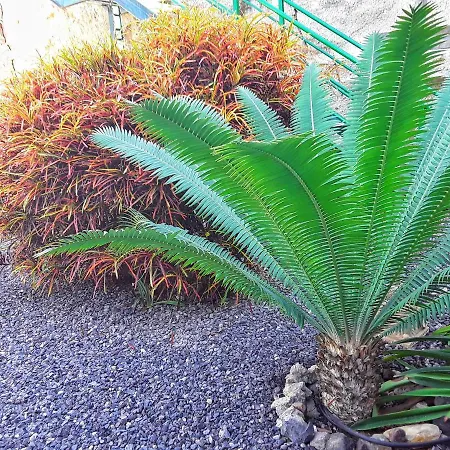 Casa Drago - Perenquen. Alcala (Tenerife)