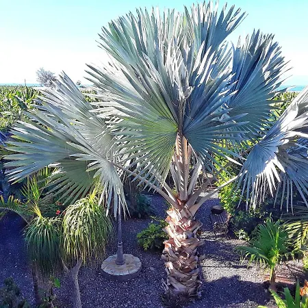 Casa Drago - Perenquen. Alcala (Tenerife)